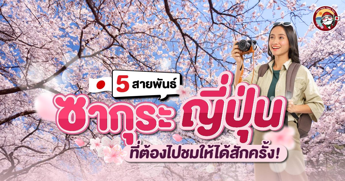 ซากุระญี่ปุ่น สายพันธุ์ไหนสวยที่สุด!!